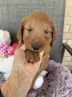 Archie, a male Goldendoodle for sale in Concordia, KS – Photo 2 of 7