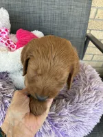 Archie, a male Goldendoodle for sale in Concordia, KS – Photo 4 of 7