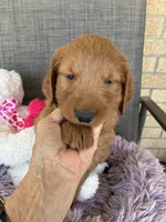 Archie, a male Goldendoodle for sale in Concordia, KS – Photo 3 of 7