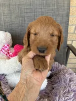 Archie, a male Goldendoodle for sale in Concordia, KS – Photo 7 of 7