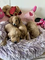Maverick , a male Goldendoodle for sale in Concordia, KS – 6 of 6