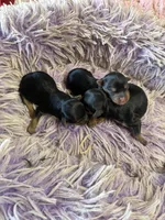 Ariel, a female Yorkipoo for sale in Concordia, KS – 6 of 7