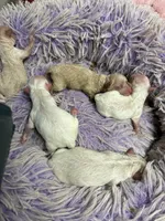 Snowball , a male Peekapoo for sale in Concordia, KS – 2 of 6
