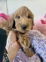 Loving Sadie, a female Goldendoodle for sale in Concordia, KS – 2 of 3