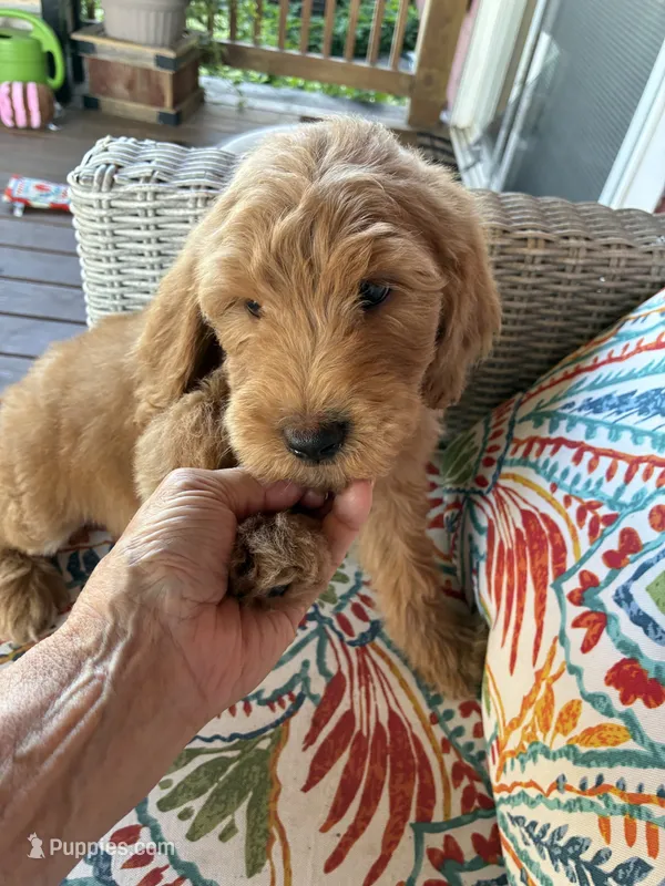 Sweet Summer  – Goldendoodle puppy for sale in Concordia, KS