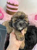 Lillian , a female Shihpoo for sale in Concordia, KS – 2 of 4