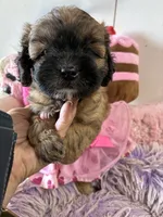 Muffin , a male Shihpoo for sale in Concordia, KS – 3 of 7