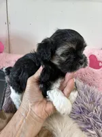 Candy , a female Shihpoo for sale in Concordia, KS – 5 of 6