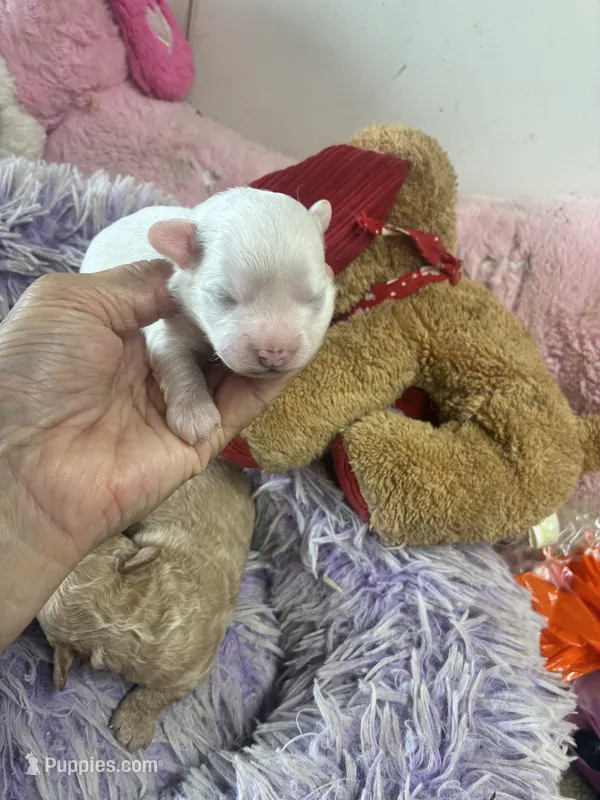 Snowball  – Peekapoo puppy for sale in Concordia, KS