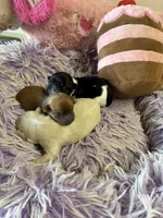 Charlie, a male Shihpoo and Shorkie for sale in Concordia, KS – 3 of 7