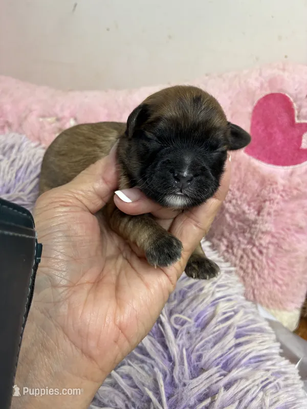 Muffin  – Shihpoo puppy for sale in Concordia, KS