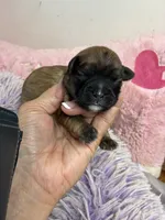Muffin , a female Shihpoo for sale in Concordia, KS – 1 of 6