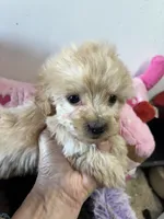 Ready to go Peaches , a female Shihpoo and Poodle - Toy  for sale in Concordia, KS – 3 of 4