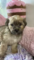 Snickerdoodle , a female Shihpoo for sale in Concordia, KS – 5 of 9