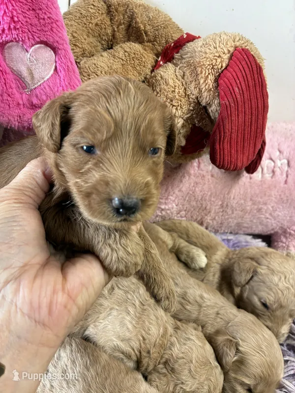 Pumpkin  – Goldendoodle puppy for sale in Concordia, KS