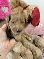 Skittles, a female Goldendoodle for sale in Concordia, KS – 1 of 5