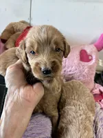 Maverick , a male Goldendoodle for sale in Concordia, KS – 2 of 6