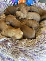 Nov Boy, a male Goldendoodle for sale in Concordia, KS – 3 of 5