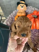 Red Rover, a male Goldendoodle for sale in Concordia, KS – 3 of 4