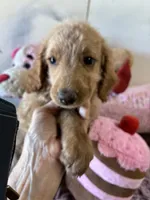 Roxie, a female Goldendoodle for sale in Concordia, KS – 2 of 2