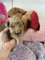 Archie , a male Goldendoodle for sale in Concordia, KS – 5 of 6