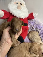 Christmas Joey, a male Goldendoodle for sale in Concordia, KS – 3 of 7