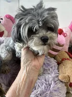 Muffin , a female Shihpoo for sale in Concordia, KS – 5 of 6