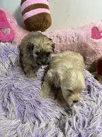 Lilly , a female Shihpoo for sale in Concordia, KS – 5 of 8