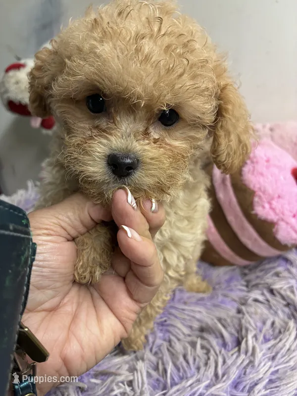 Archie  – Poodle - Toy  puppy for sale in Concordia, KS