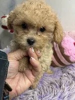 Archie , a male Poodle - Toy  for sale in Concordia, KS – 1 of 4
