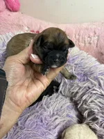 Muffin , a female Shihpoo for sale in Concordia, KS – 3 of 6