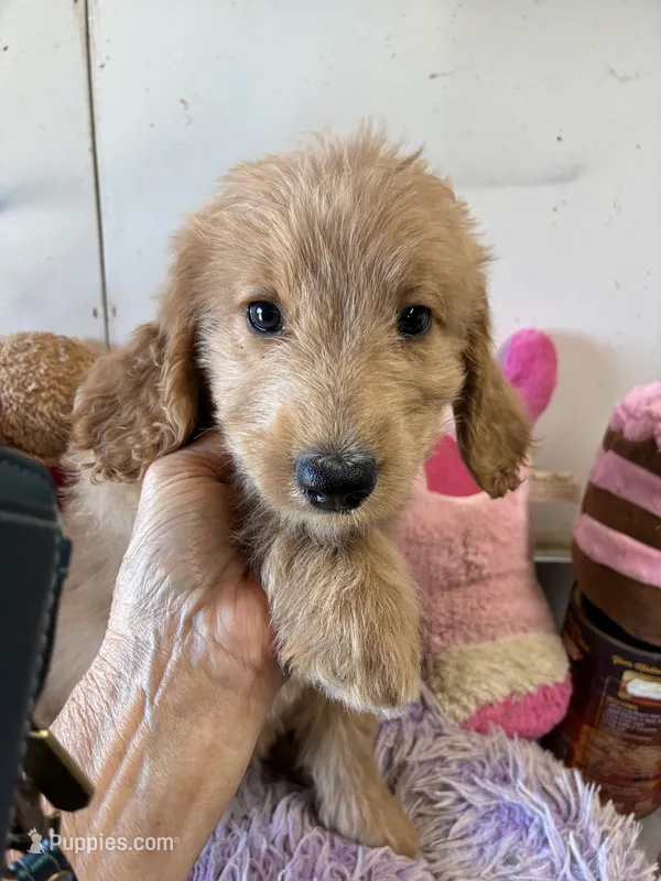 Violet – Goldendoodle puppy for sale in Concordia, KS