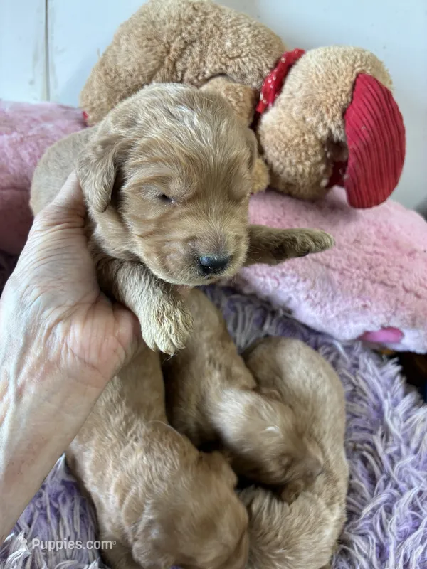 Opie – Goldendoodle puppy for sale in Concordia, KS
