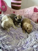 Sweet Pea, a female Shihpoo for sale in Concordia, KS – 6 of 7