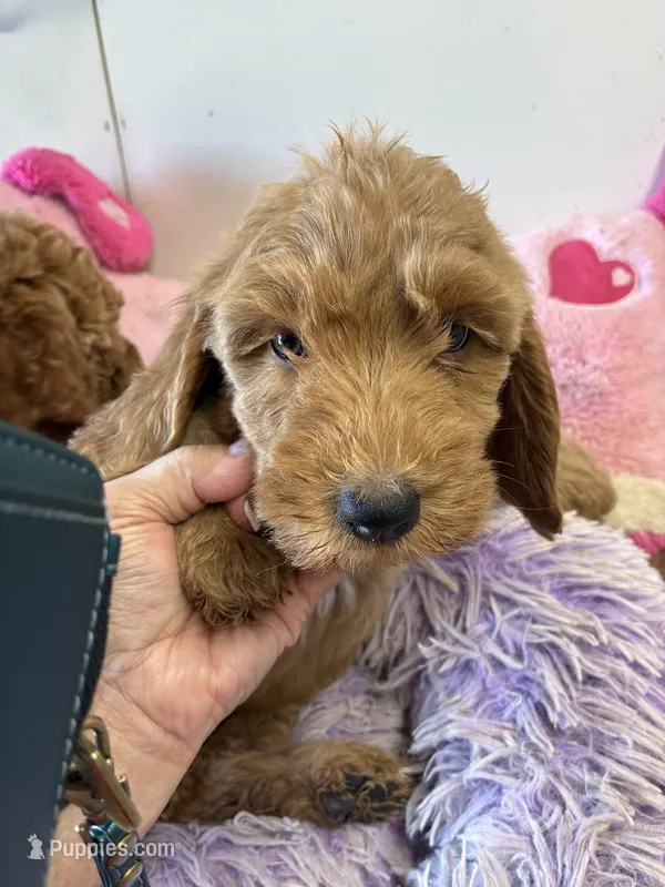 Pumpkin  – Goldendoodle puppy for sale in Concordia, KS