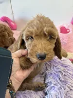 Pumpkin , a female Goldendoodle for sale in Concordia, KS – 1 of 4