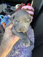 AKC Silver , a female Shihpoo for sale in Concordia, KS – 2 of 4