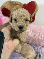 Rusty, a male Peekapoo for sale in Concordia, KS – 2 of 5