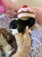 Bella, a female Shihpoo for sale in Concordia, KS – 3 of 10