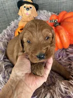 Red Rover, a male Goldendoodle for sale in Concordia, KS – 4 of 4