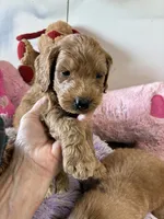 Rosie, a female Goldendoodle for sale in Concordia, KS – 2 of 3