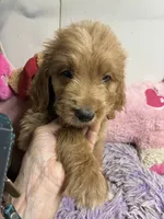 Archie, a male Goldendoodle for sale in Concordia, KS – 4 of 4