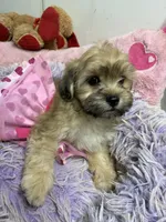 Sophie , a female Shihpoo for sale in Concordia, KS – 6 of 7