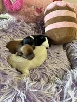 Bella, a female Shihpoo for sale in Concordia, KS – 4 of 10
