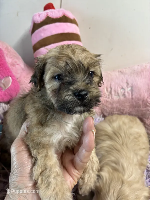 Sweet Pea – Shihpoo puppy for sale in Concordia, KS