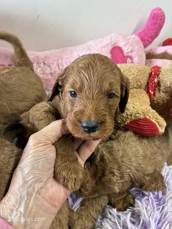 Archie – Goldendoodle puppy for sale in Concordia, KS