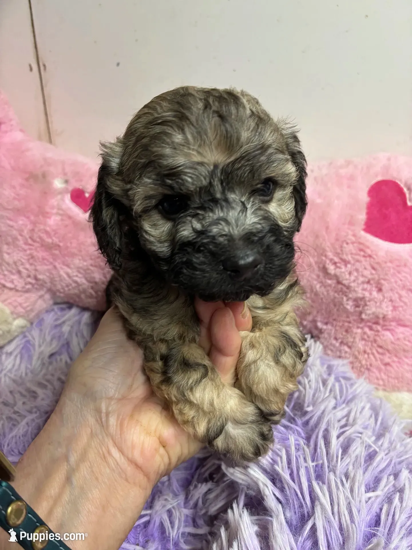 Beau, a male Shihpoo and Shorkie for sale in Concordia, KS – 3 of 3