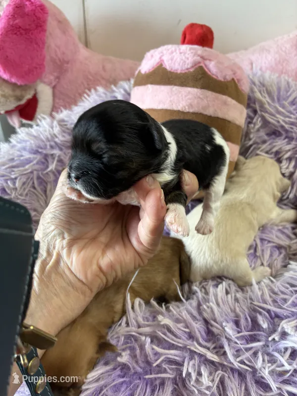 Bella – Shihpoo puppy for sale in Concordia, KS