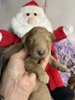 Christmas Dolly, a female Goldendoodle for sale in Concordia, KS – 4 of 5