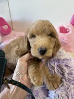 Ready to go Beau , a male Goldendoodle for sale in Concordia, KS – 4 of 4